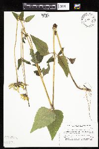 Heliopsis helianthoides var. scabra image
