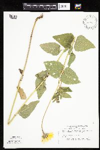 Heliopsis helianthoides var. scabra image