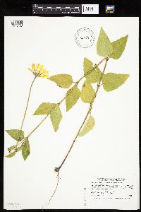 Heliopsis helianthoides var. scabra image
