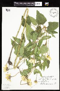 Heliopsis helianthoides var. scabra image