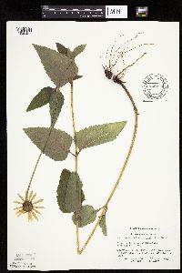 Heliopsis helianthoides var. scabra image