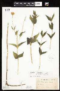 Image Associated With the Occurrence