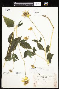 Image Associated With the Occurrence