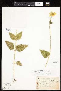 Image Associated With the Occurrence