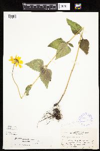 Heliopsis helianthoides image