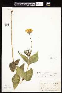 Heliopsis helianthoides image