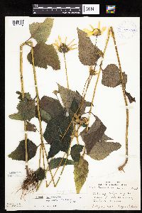 Heliopsis helianthoides image