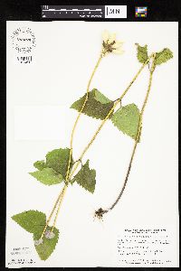 Heliopsis helianthoides image