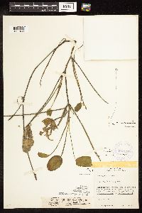 Potamogeton nodosus image