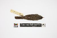 Media resource of Junco hyemalis