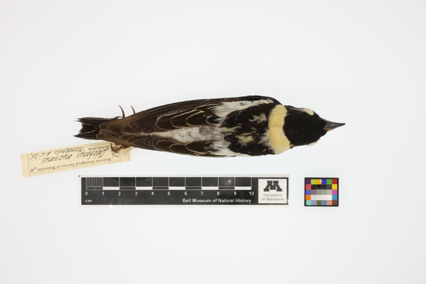 Dolichonyx oryzivorus image