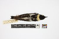 Image of Dolichonyx oryzivorus
