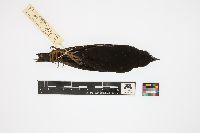 Dolichonyx oryzivorus image