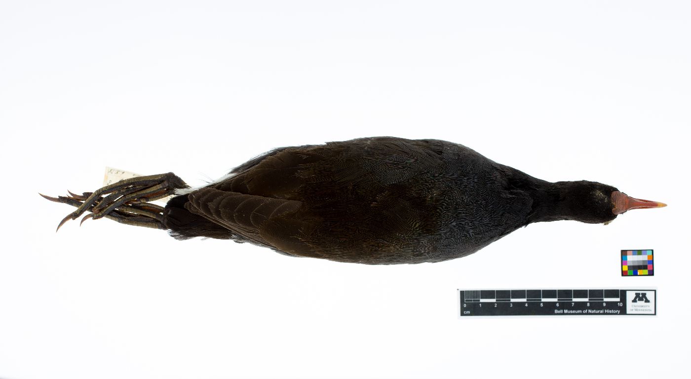 Gallinula image