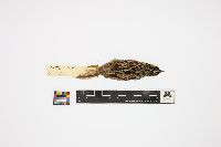 Media resource of Ammodramus henslowii