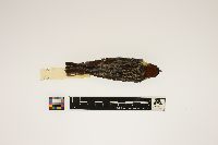 Dendroica castanea image