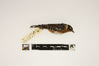 Dendroica castanea image