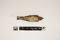 Dendroica castanea image