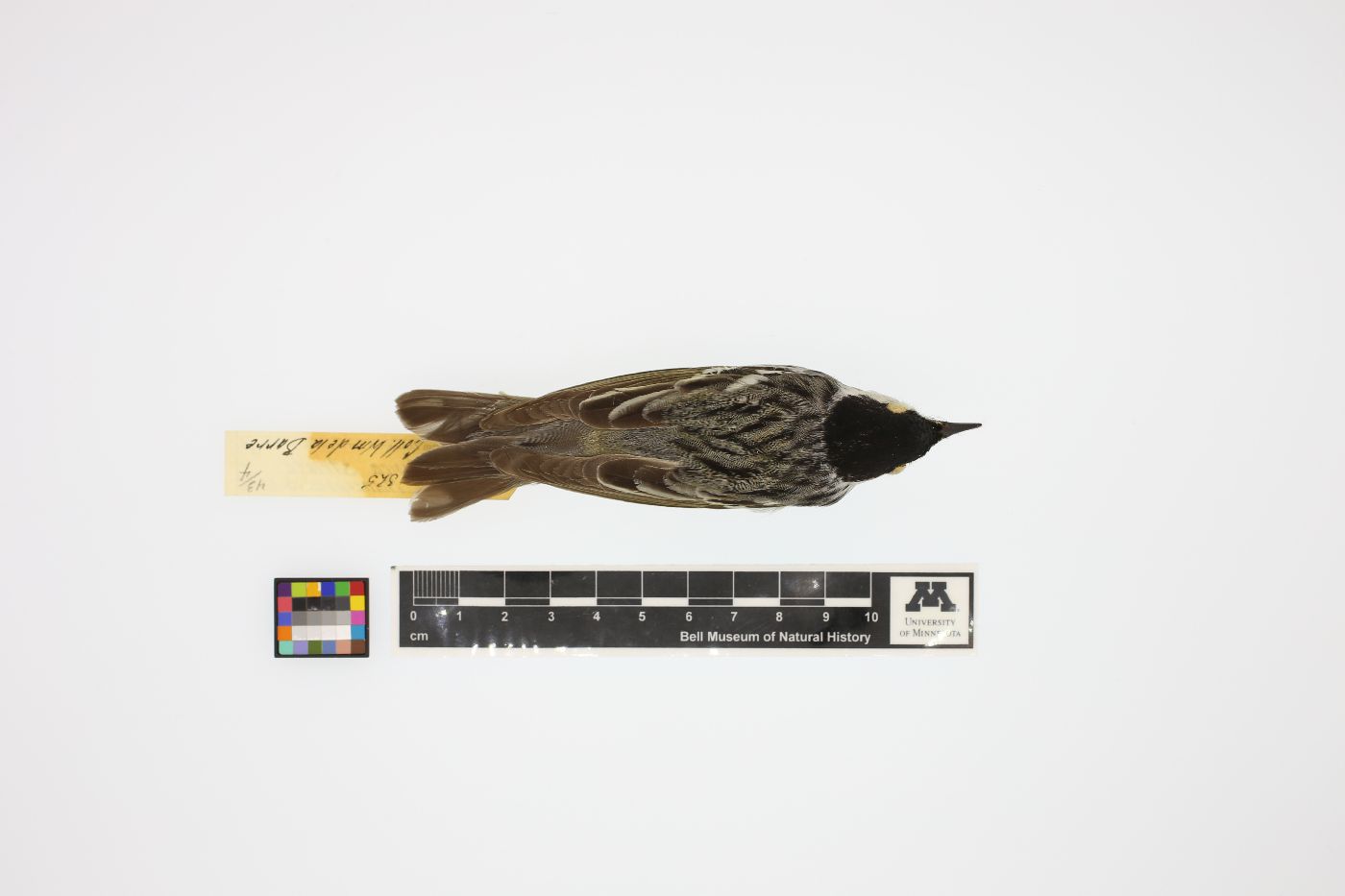 Dendroica striata image