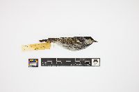 Dendroica striata image