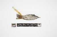 Dendroica striata image