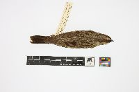 Media resource of Chondestes grammacus