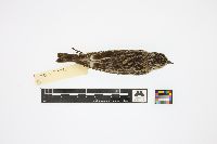Image of Calcarius ornatus