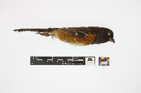 Pipilo erythrophthalmus image