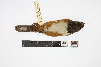 Pipilo erythrophthalmus image