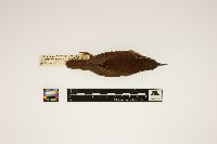 Media resource of Thryothorus ludovicianus