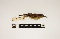 Thryothorus ludovicianus image