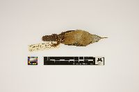 Thryothorus ludovicianus image