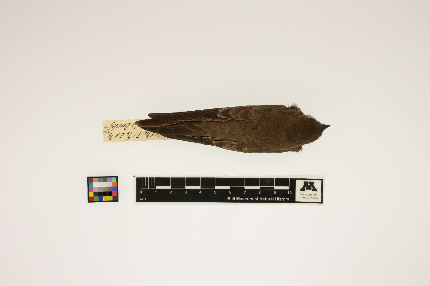 Stelgidopteryx serripennis image