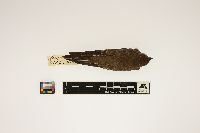 Media resource of Stelgidopteryx serripennis