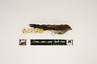 Stelgidopteryx serripennis image