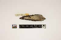 Stelgidopteryx serripennis image