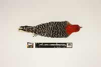 Melanerpes carolinus image