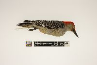 Melanerpes carolinus image