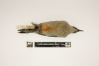 Melanerpes carolinus image
