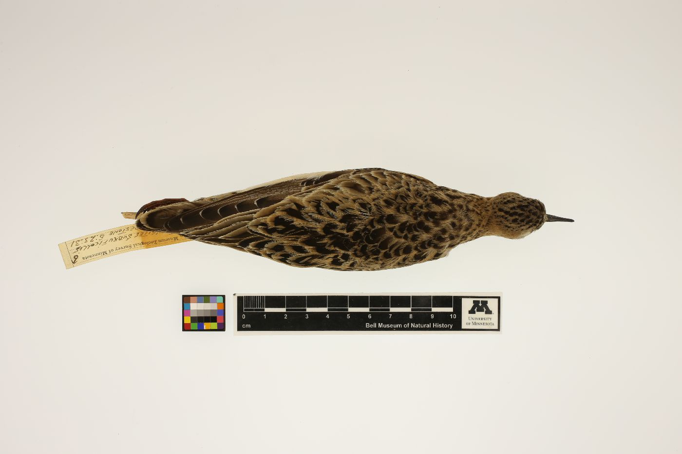 Tryngites subruficollis image