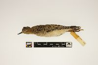 Tryngites subruficollis image