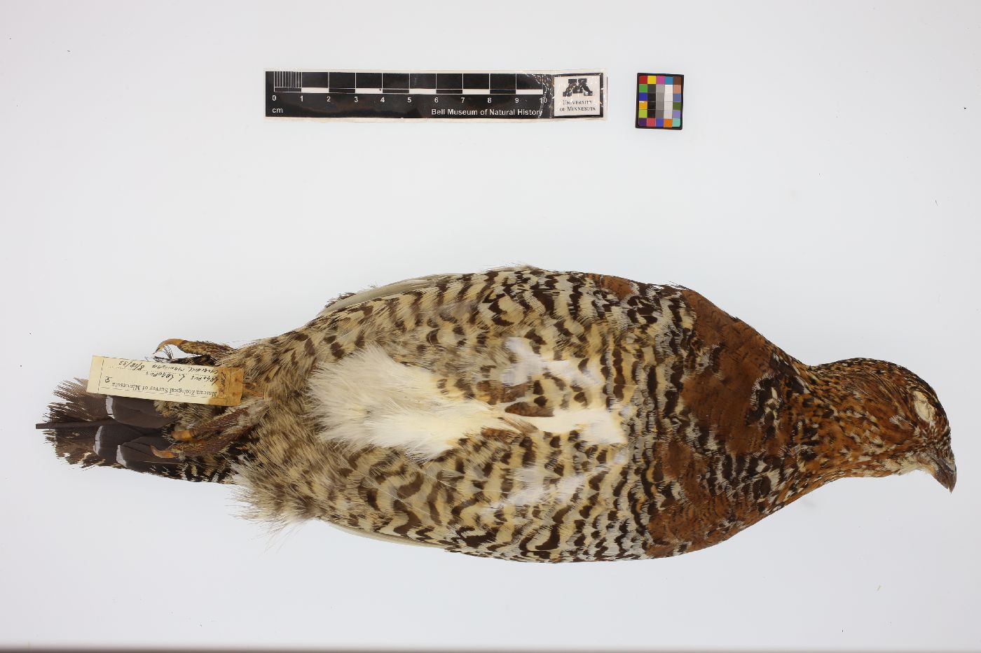 Lagopus lagopus lagopus image