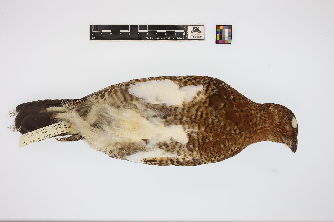 Lagopus lagopus image
