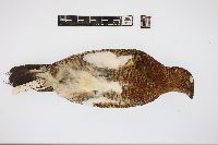 Lagopus lagopus lagopus image