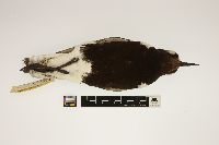 Pluvialis squatarola image