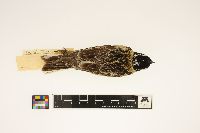 Calcarius pictus image