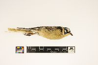 Calcarius pictus image