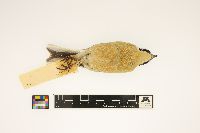 Calcarius pictus image