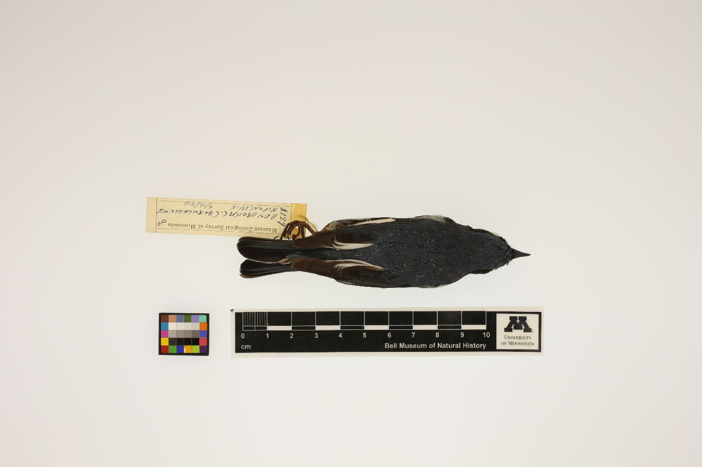 Dendroica caerulescens image