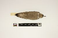 Media resource of Charadrius melodus